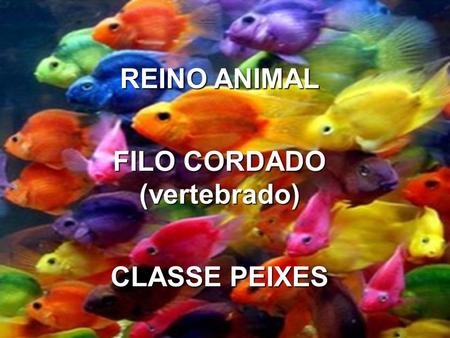 REINO ANIMAL FILO CORDADO (vertebbrado) CLASSE PEIXES