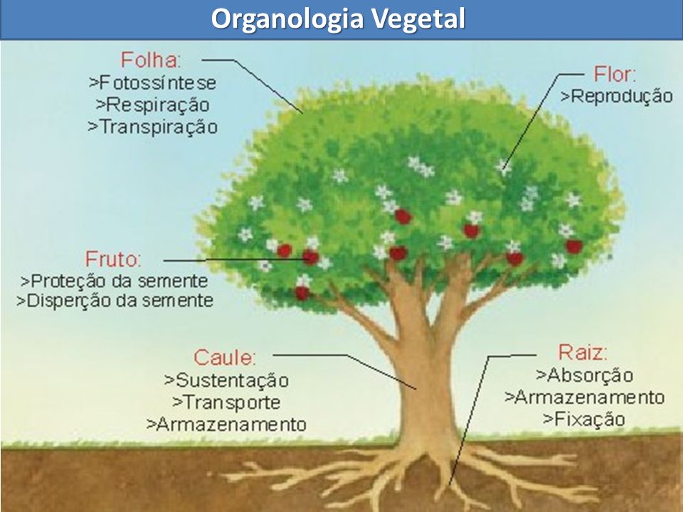 Resultado de imagem para organologia vegetal exercicios