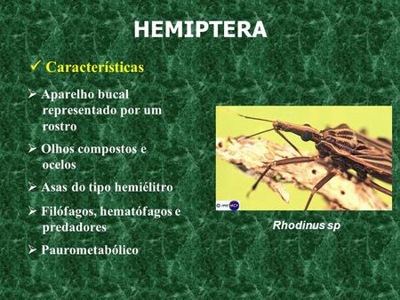 HEMIPTERA  Características