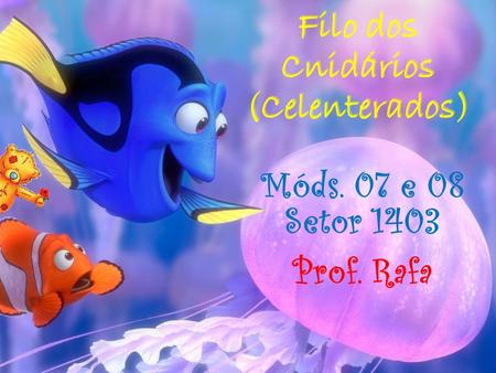 Filo dos Cnidários (Celenterados) Móds. 07 e 08 Setor 1403 Prof. Rafa.