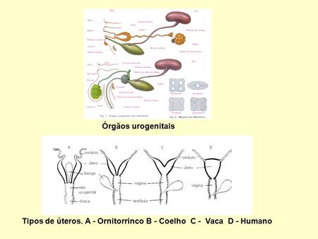 Órgãos urogenitais Tipos de úteros. A - Ornitorrinco B - Coelho C - Vaca D - Humano.