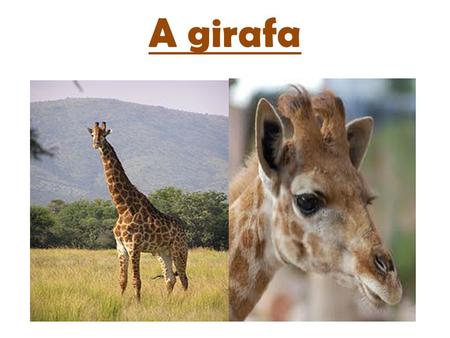 A girafa.