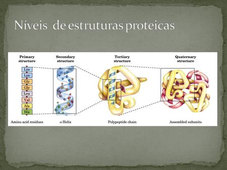 Níveis de estruturas proteicas