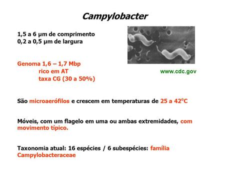 Campylobacter 1,5 a 6 µm de comprimento 0,2 a 0,5 µm de largura