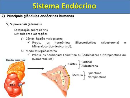 Sistema Endócrino V) Supra-renais (adrenais)