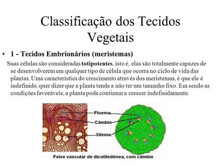 Classificação dos Tecidos Vegetais