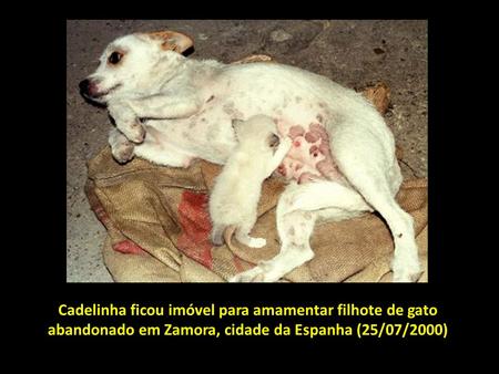 Cadelinha ficou imóvel para amamentar filhote de gato abandonado em Zamora, cidade da Espanha (25/07/2000)