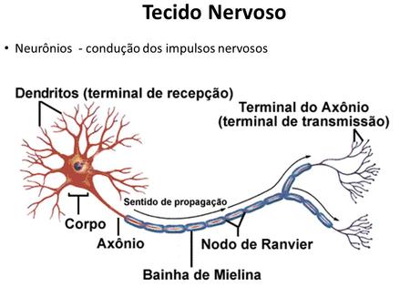Neurônios - condução dos impulsos nervosos