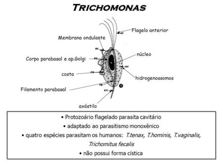 Tiberal és Trichomonas