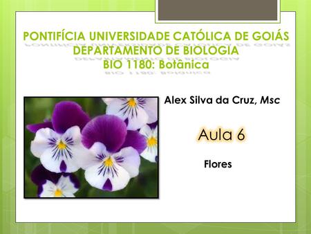 PONTIFÍCIA UNIVERSIDADE CATÓLICA DE GOIÁS DEPARTAMENTO DE BIOLOGIA BIO 1180: Botânica Alex Silva da Cruz, Msc Aula 6 Flores.