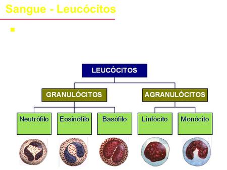 Sangue - Leucócitos São células incolores, de forma esférica quando em suspensão no sangue, e participam das defesas celulares e imunocelulares do organismo.