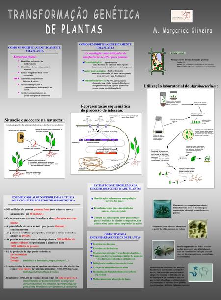 Alvos possíveis de transformação genética: Núcleo (N) Plastos (P) (resistência a herbicidas do tipo triazina) Mitocôndrias (M) (cms - cytoplasmic male.
