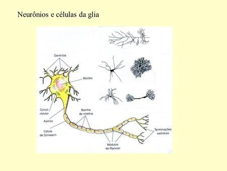 Neurônios e células da glia