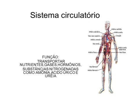 Sistema circulatório FUNÇÃO: TRANSPORTAR NUTRIENTES,GASES,HORMÔNIOS,