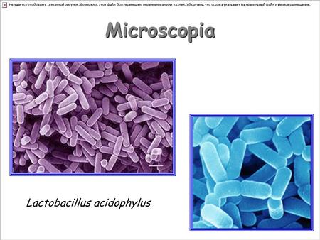 Lactobacillus acidophylus