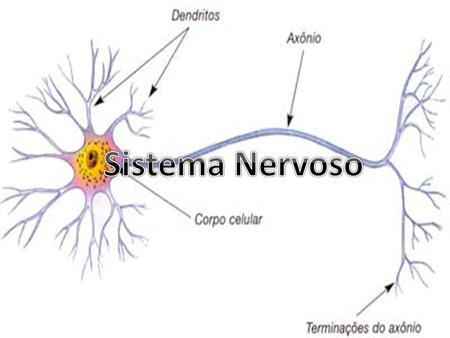 Sistema Nervoso.