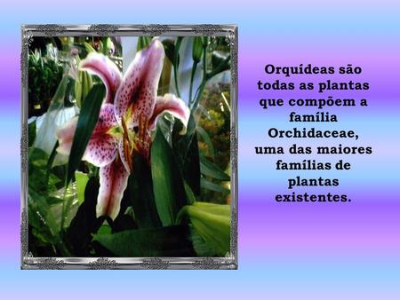 Orquídeas são todas as plantas que compõem a família Orchidaceae, uma das maiores famílias de plantas existentes.