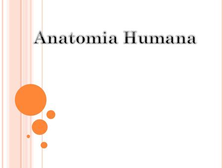 Anatomia Humana.