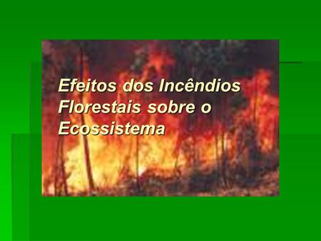 Efeitos dos Incêndios Florestais sobre o Ecossistema