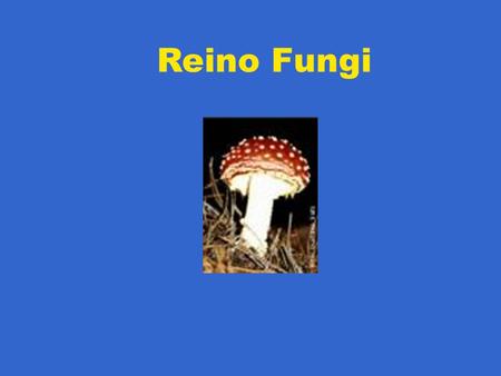 Reino Fungi.
