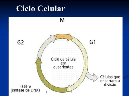 Ciclo Celular.