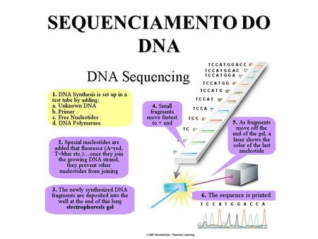 SEQUENCIAMENTO DO DNA.