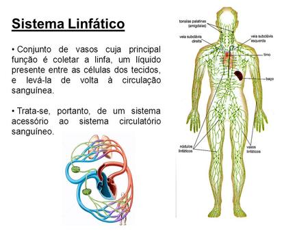 Sistema Linfático Conjunto de vasos cuja principal função é coletar a linfa, um líquido presente entre as células dos tecidos, e levá-la de volta à circulação.