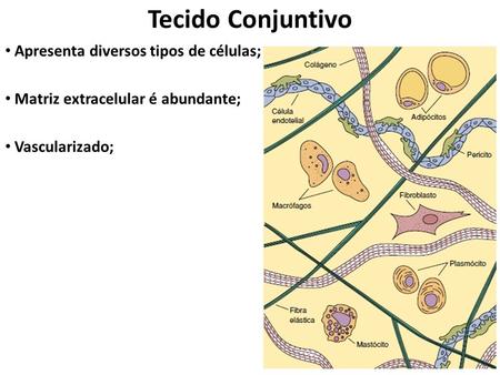 Tecido Conjuntivo Apresenta diversos tipos de células;