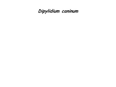 Dipylidium caninum.