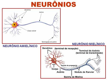 NEURÔNIOS NEURÔNIO AMIELÍNICO NEURÔNIO MIELÍNICO.