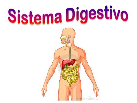 Sistema Digestivo.