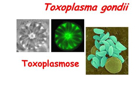 Toxoplasma gondii                             Toxoplasmose.
