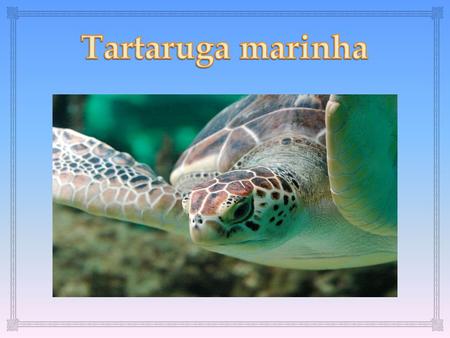 Tartaruga marinha.