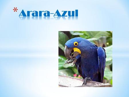 Arara-Azul.