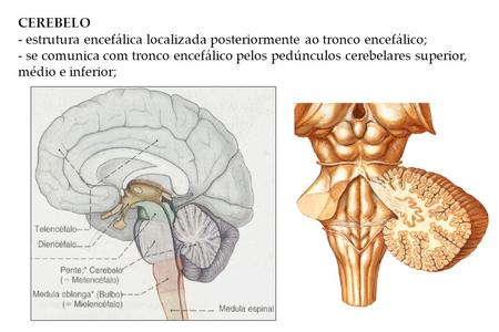 CEREBELO - estrutura encefálica localizada posteriormente ao tronco encefálico; - se comunica com tronco encefálico pelos pedúnculos cerebelares superior,
