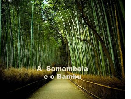 A Samambaia e o Bambu.