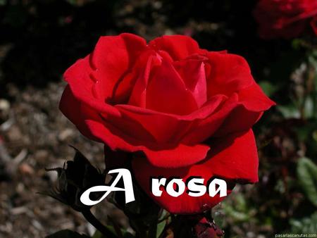 A rosa A rosa.