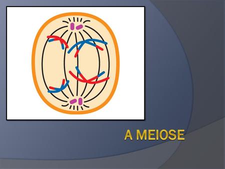 A meiose.