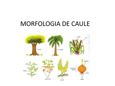 MORFOLOGIA DE CAULE.