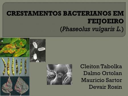 CRESTAMENTOS BACTERIANOS EM FEIJOEIRO (Phaseolus vulgaris L.)