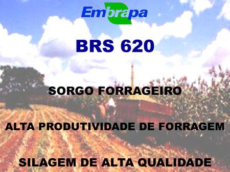 BRS 620 SORGO FORRAGEIRO SILAGEM DE ALTA QUALIDADE