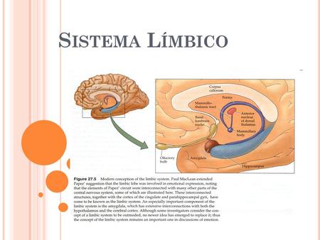 Sistema Límbico.
