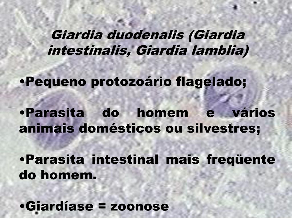 giardia zoonos