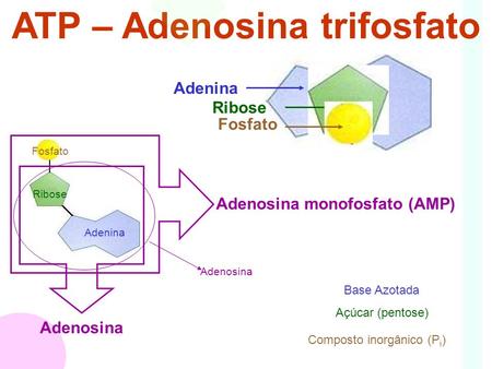 ATP – Adenosina trifosfato