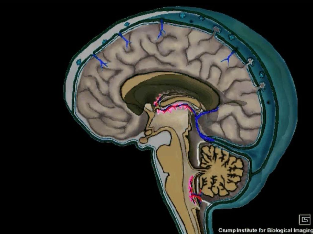 Ликворные изменения мозга. Ликворная система головного мозга анатомия. Циркуляция ликвора в головном мозге. Ликворная система головного мозга неврология. Система оттока ликвора из головного мозга.