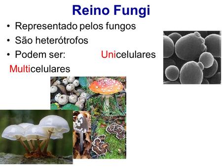 Reino Fungi Representado pelos fungos São heterótrofos