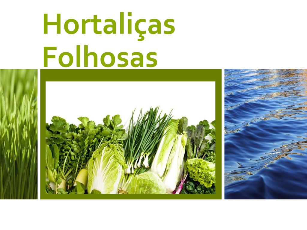 PPT - MINUTA DO ANEXO SOBRE HORTALIÇAS FOLHOSAS FRESCAS (Ao Código de  Práticas de Higiene para Frutas e Hortaliças Frescas) ( PowerPoint  Presentation - ID:1396238