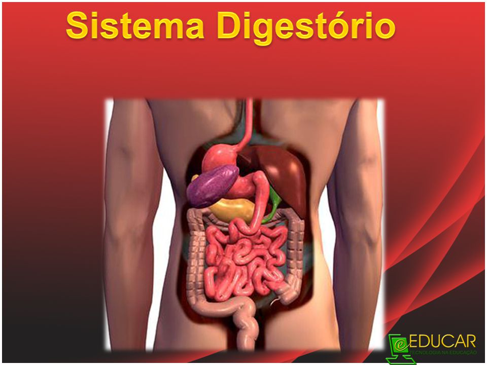 PPT - FISIOLOGIA DO SISTEMA DIGESTÓRIO PowerPoint Presentation