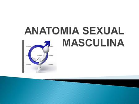 ANATOMIA SEXUAL MASCULINA