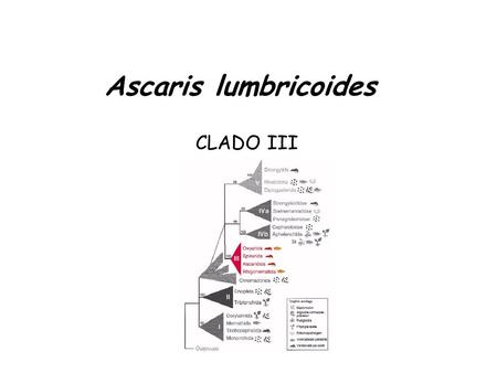 Ascaris lumbricoides CLADO III.